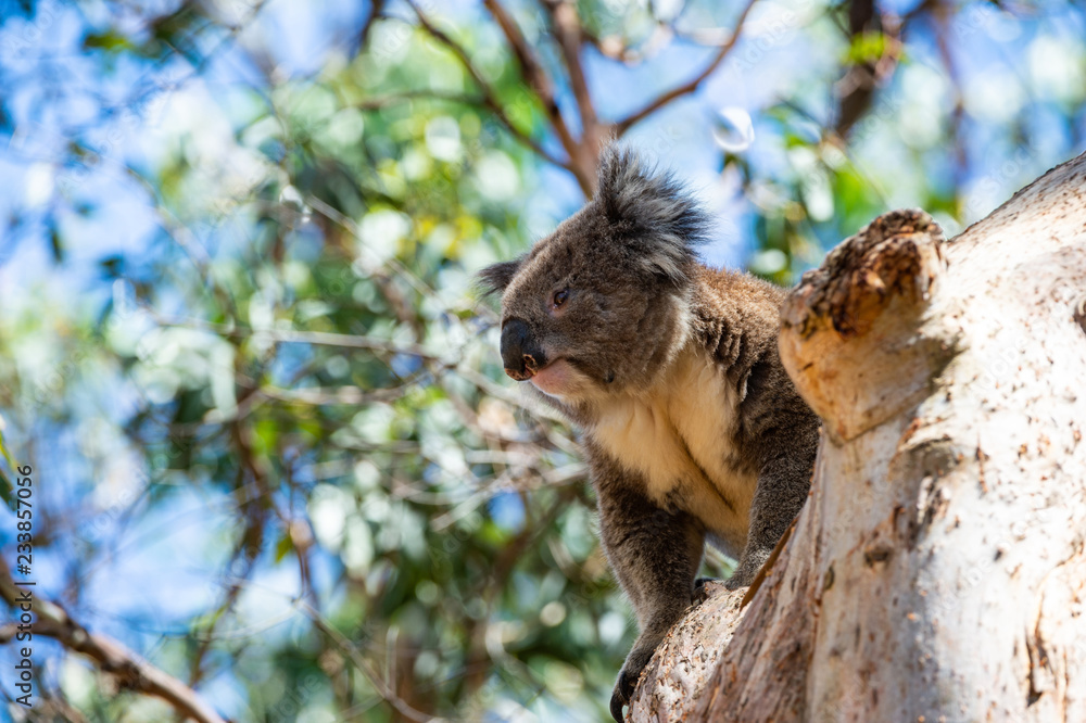 Fototapeta premium Australian koala bear sitting on a branch
