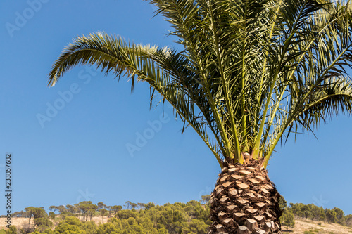 Palm, palm plant, tree, crown of a palm tree in dry Cape Town in South Africa with blue sky. photo