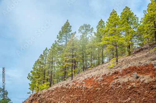 Canarian pines, pinus canariensis in the Corona Forestal Nature