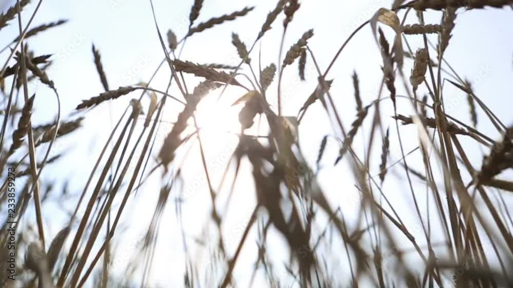 Through the wheat ears and a ray of sunshine Through the wheat ears and a ray of sunshine