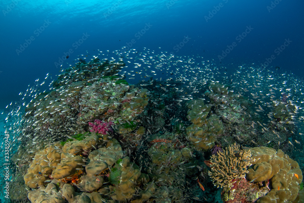 Tropical coral reef with glass fish Tropical coral reef with glass fish
