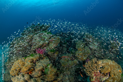 Tropical coral reef with glass fish 