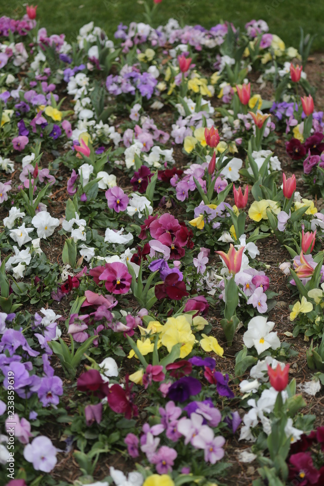 Obraz premium fotografias de flores varias 