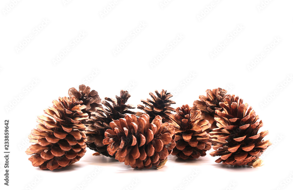 Pine cone tree fruits isolate on white background Pine cone tree fruits isolate on white background