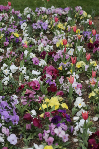 fotografias de flores varias 