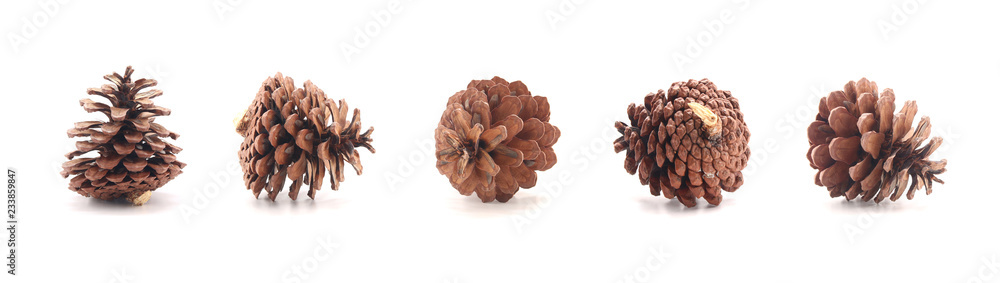 Pine cone tree fruits isolate on white background Pine cone tree fruits isolate on white background