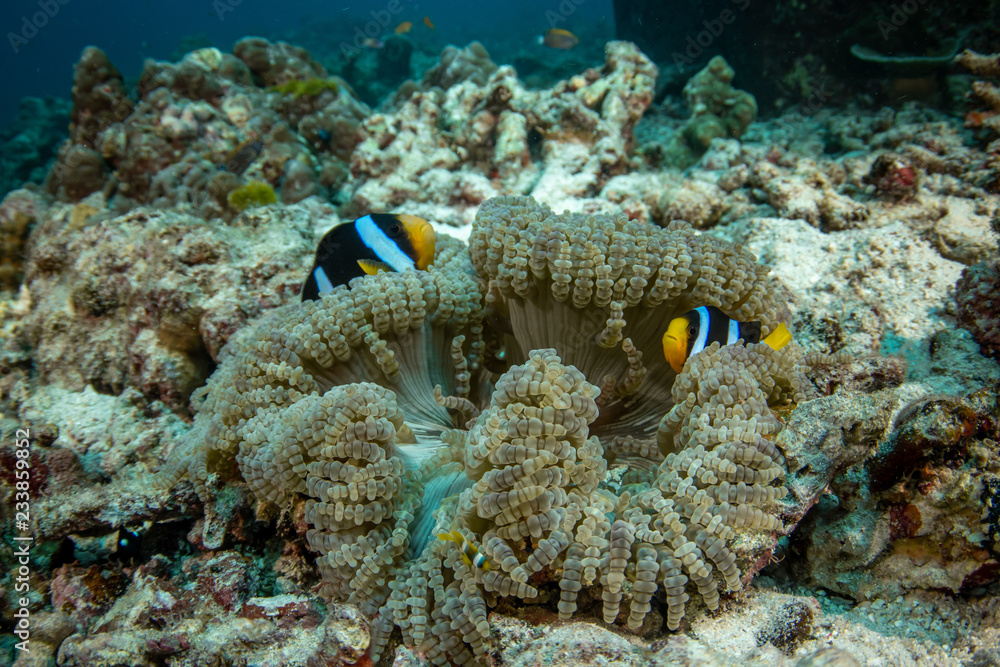 Clark's anemonefish, Amphiprion clarkii Clark's anemonefish, Amphiprion clarkii
