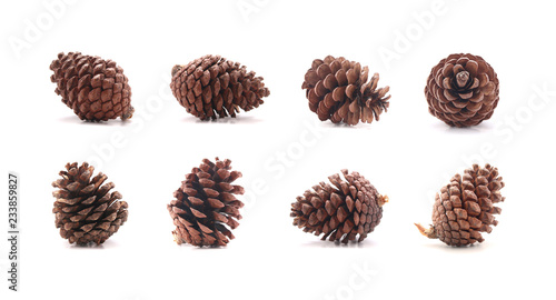 Pine cone tree fruits isolate on white background
