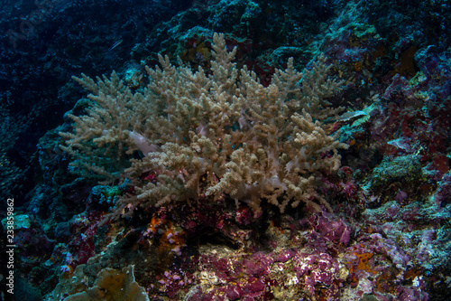 Litophyton arboreum  broccoli coral closeup in tropical reef
