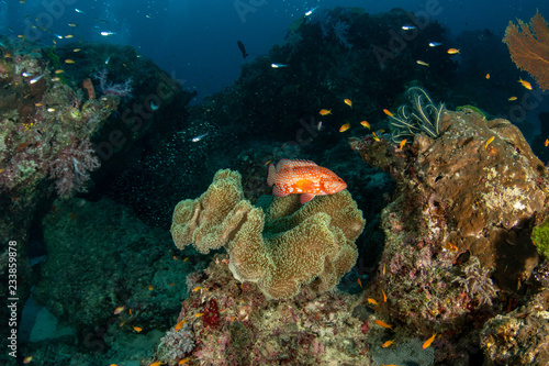 Fototapeta Naklejka Na Ścianę i Meble -  Coral Grouper, Plectropomus pessuliferus