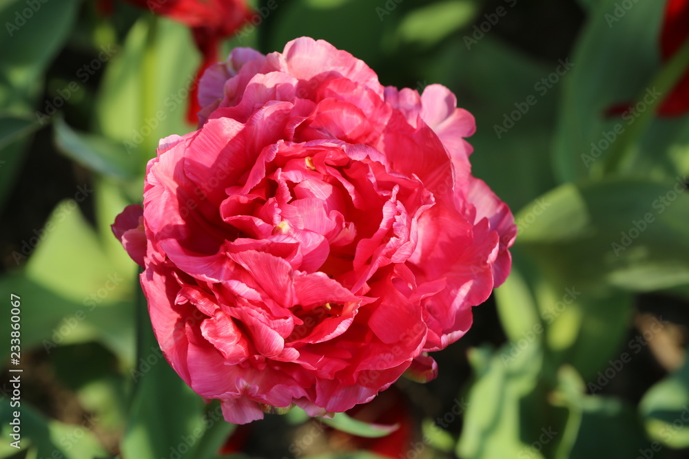 fotografias de flores varias 