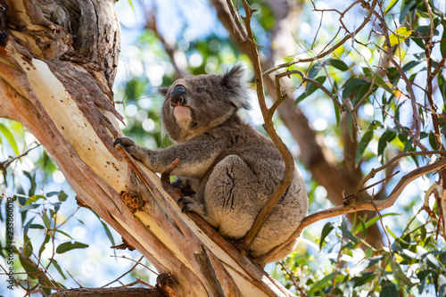 Fototapeta Naklejka Na Ścianę i Meble -  Australian koala bear sitting on a branch