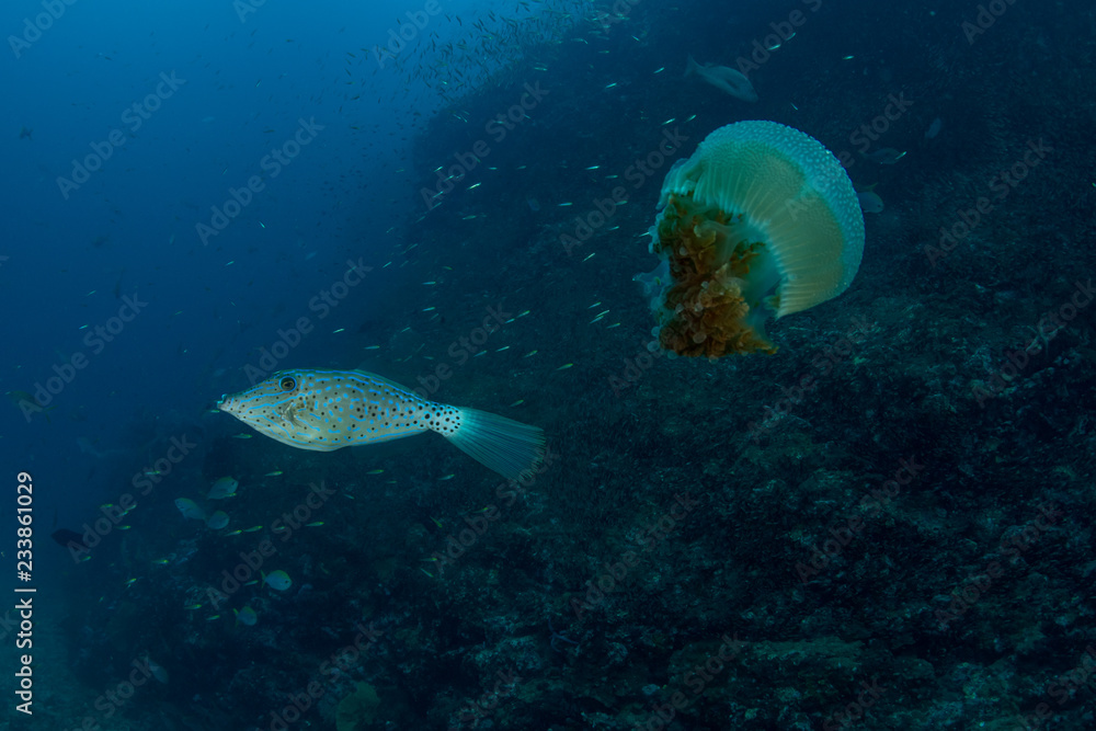 Fototapeta premium Scrawled Filefish eating Jellyfish