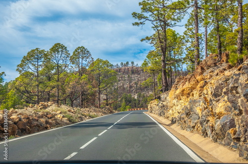 Road along the canarian pines in Corona Forestal Nature Park, Te photo