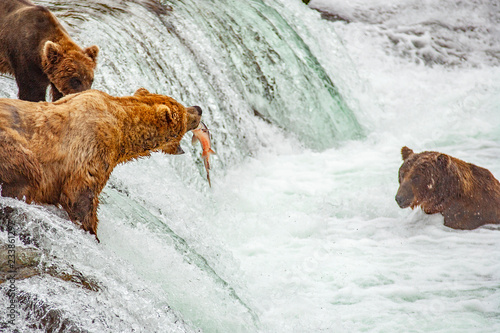 Fototapeta Grizzly bears fishing for salmon at Brooks Falls, Katmai NP, Alaska