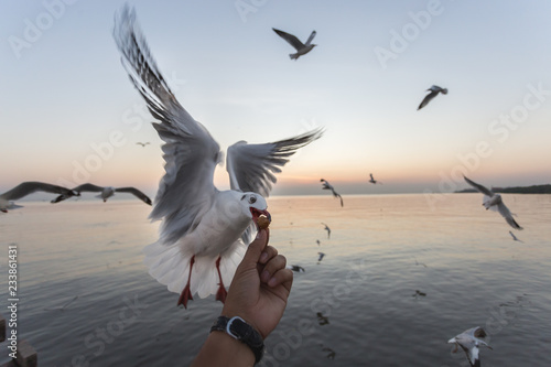 bird ,sea ,sky ,seagull