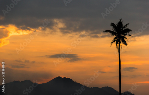 Silhouette palm tree with sunset sky