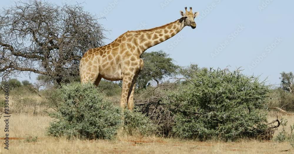 A giraffe (Giraffa camelopardalis) feeding on a tree, South Africa A giraffe (Giraffa camelopardalis) feeding on a tree, South Africa