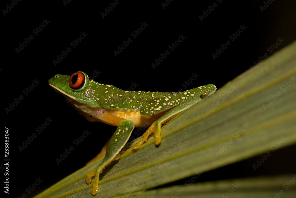 Obraz premium rana arborea tropical
