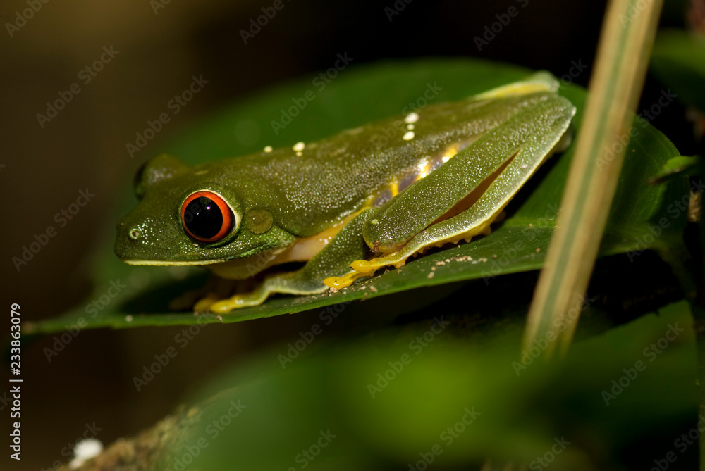 Obraz premium rana arborea tropical
