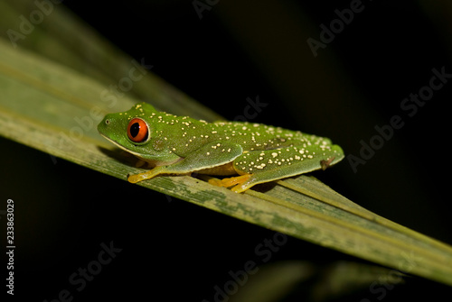 Fotografie rana arborea tropical
