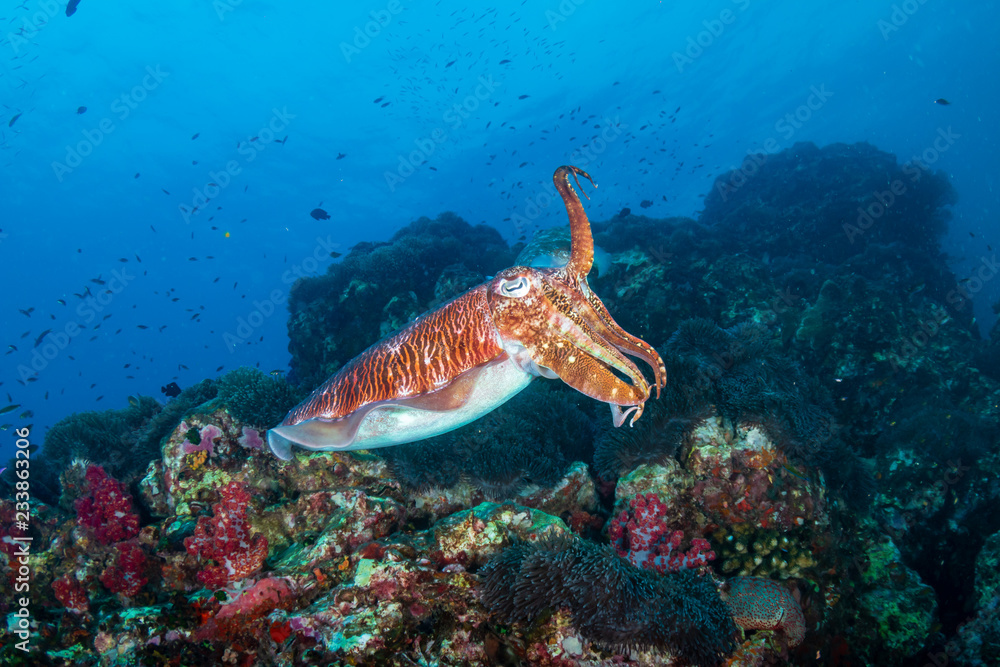 Beautiful Cuttlefish on a dark tropical coral reef (Richelieu Rock, Thailand) Beautiful Cuttlefish on a dark tropical coral reef (Richelieu Rock, Thailand)