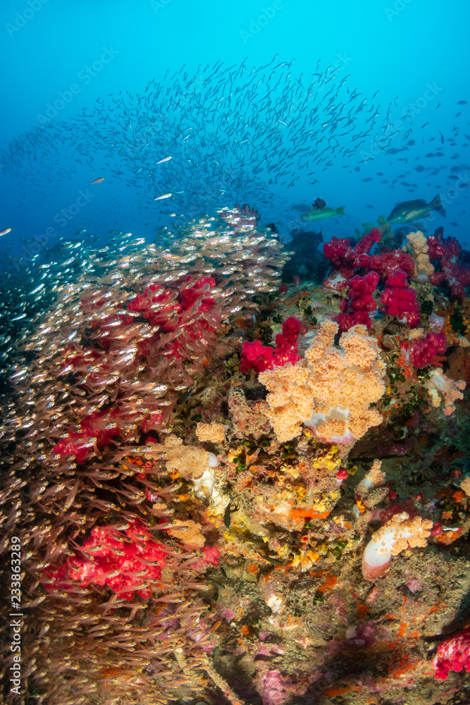 Naklejka premium Colorful, healthy tropical coral reef covered in fish and marine life