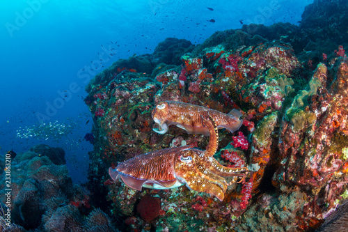Beautiful Cuttlefish on a dark tropical coral reef (Richelieu Rock, Thailand)
