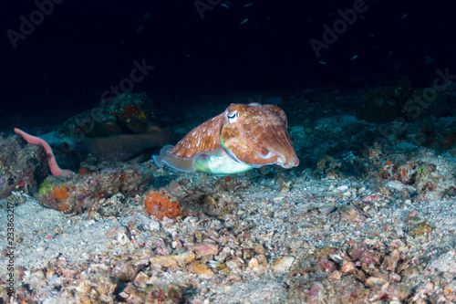 Small  colorful Cuttlefish on a tropical coral reef at dawn