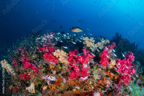 Schools of Tropical Fish on a colorful, healthy coral reef