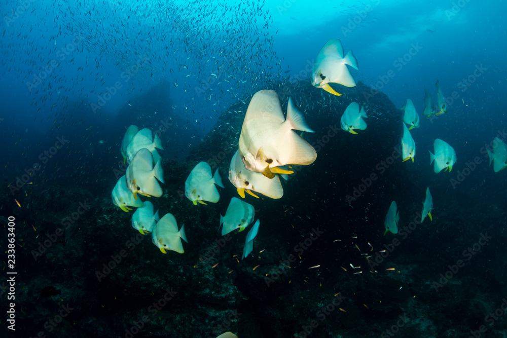 Fototapeta premium A large school of Batfish on Richelieu Rock, Thailand