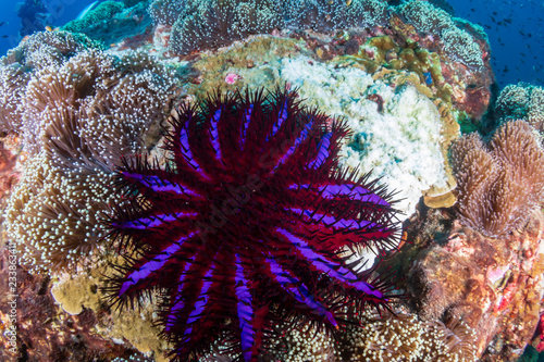 Large Crown of Thorns starfish digesting coral on a tropical coral reef in Thailand  Richelieu Rock 