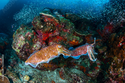 Beautiful Pharaoh Cuttlefish mating on a dark tropical coral reef at dawn