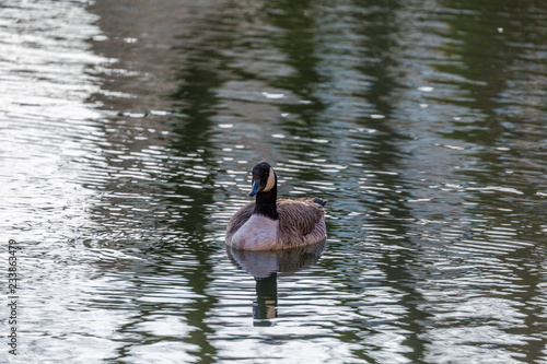 Canadian goose in water