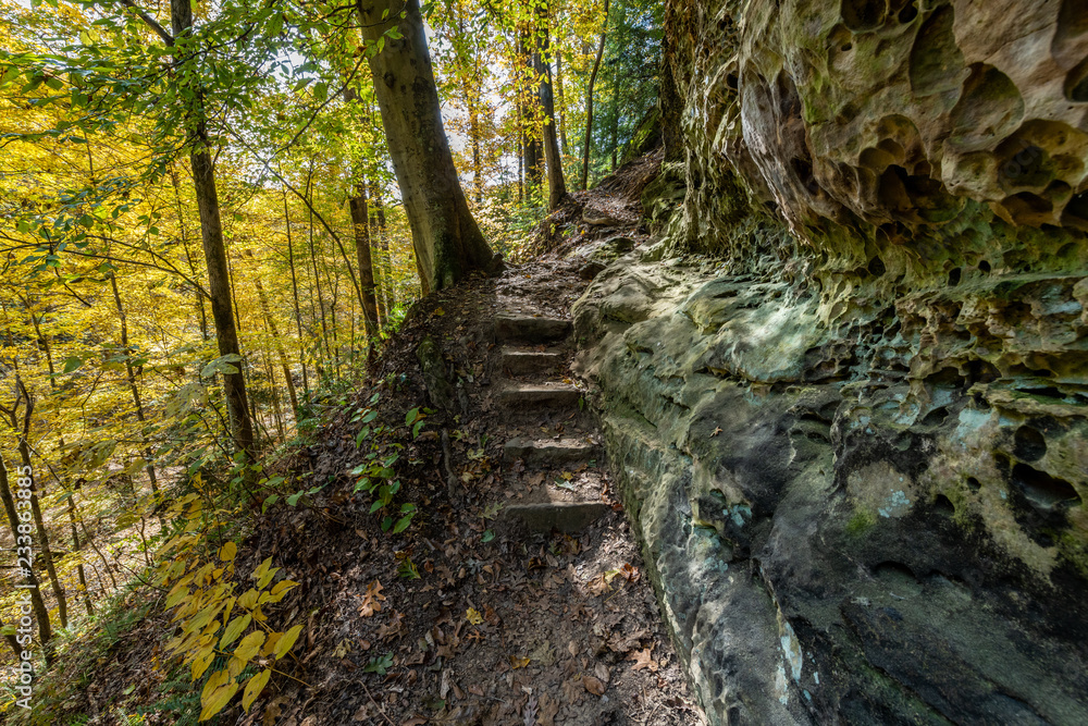 Fototapeta premium Forest trails