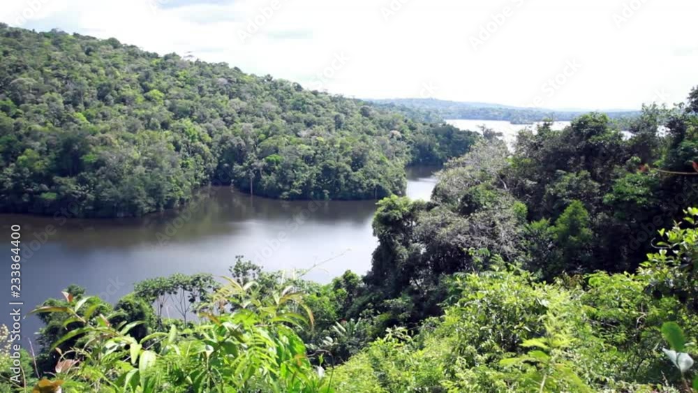 Forest and the river Forest and the river