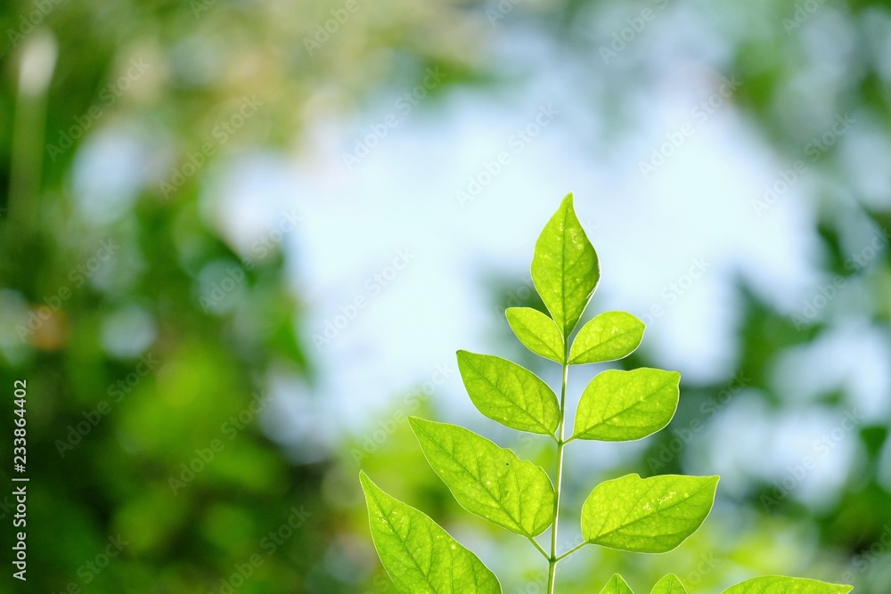 Sun light shines on tropical tree leaves growing in a garden with green nature background Sun light shines on tropical tree leaves growing in a garden with green nature background