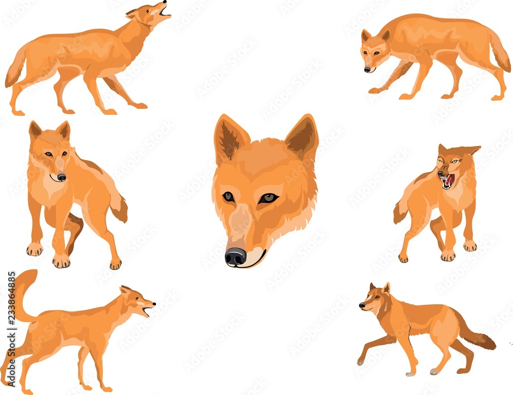 Red Wolves animals in different poses set,isolated vector illustration Red Wolves animals in different poses set,isolated vector illustration