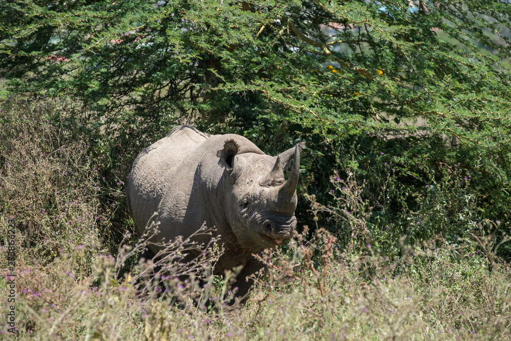 Naklejka premium czarny nosorożec w buszu