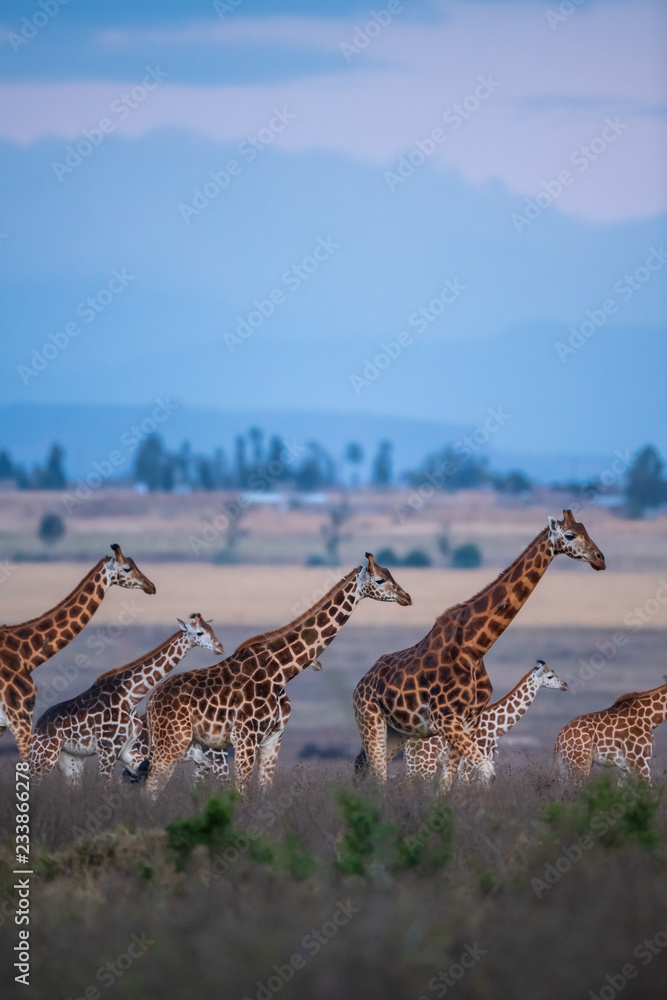 Fototapeta premium giraffes group under sky