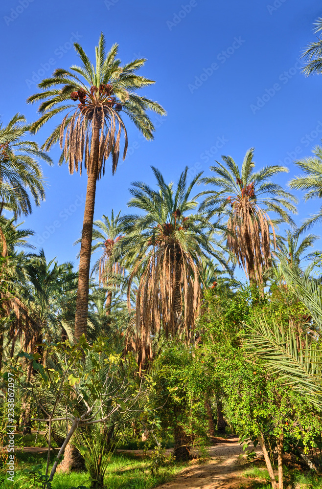 Date Palms in jungles, Tamerza oasis, Sahara Desert, Tunisia, Af Date Palms in jungles, Tamerza oasis, Sahara Desert, Tunisia, Af