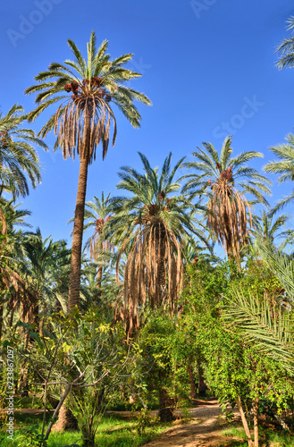 Date Palms in jungles  Tamerza oasis  Sahara Desert  Tunisia  Af