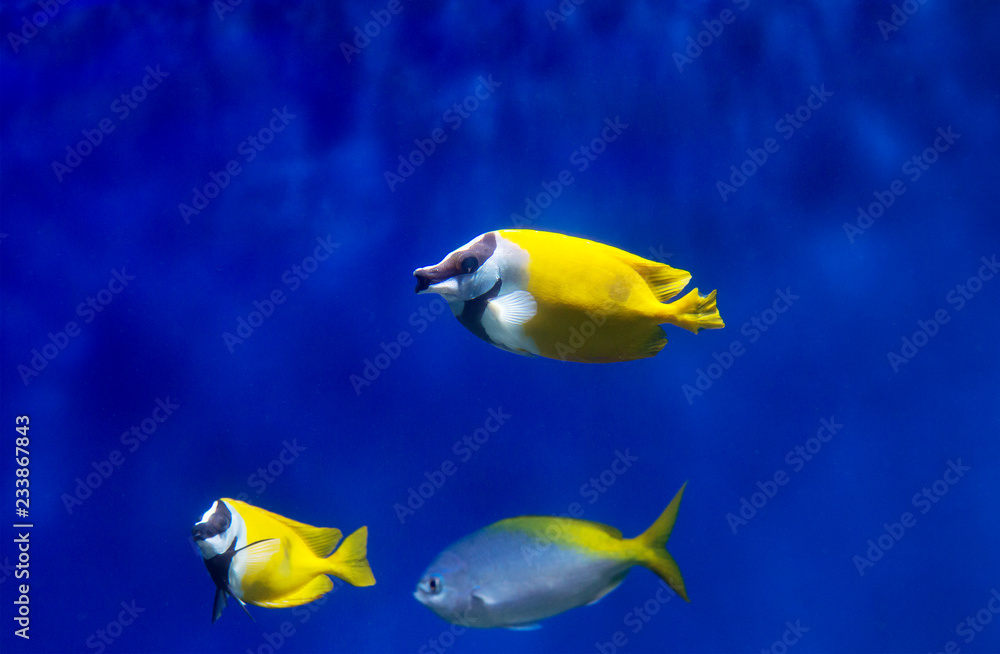 Foxface Rabbit Fish. Fish has an unusual shape of the body and head. White coloring with black stripes from the elongated muzzle to the beginning of the body. Foxface Rabbit Fish. Fish has an unusual shape of the body and head. White coloring with black stripes from the elongated muzzle to the beginning of the body.