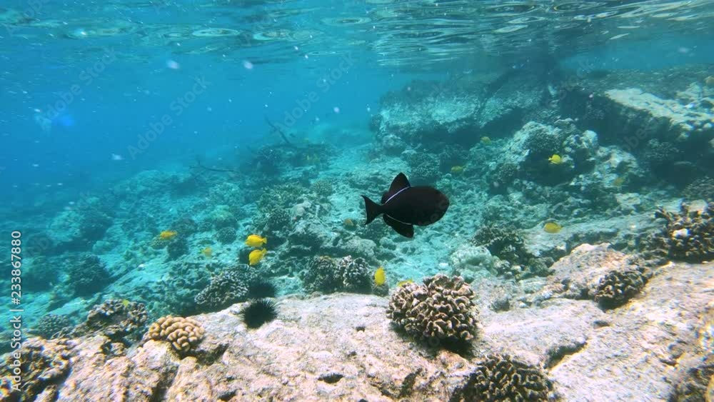 Gorgeous Black Durgon fish glides through a coral reef, Hawaii Big Island 4K Gorgeous Black Durgon fish glides through a coral reef, Hawaii Big Island 4K