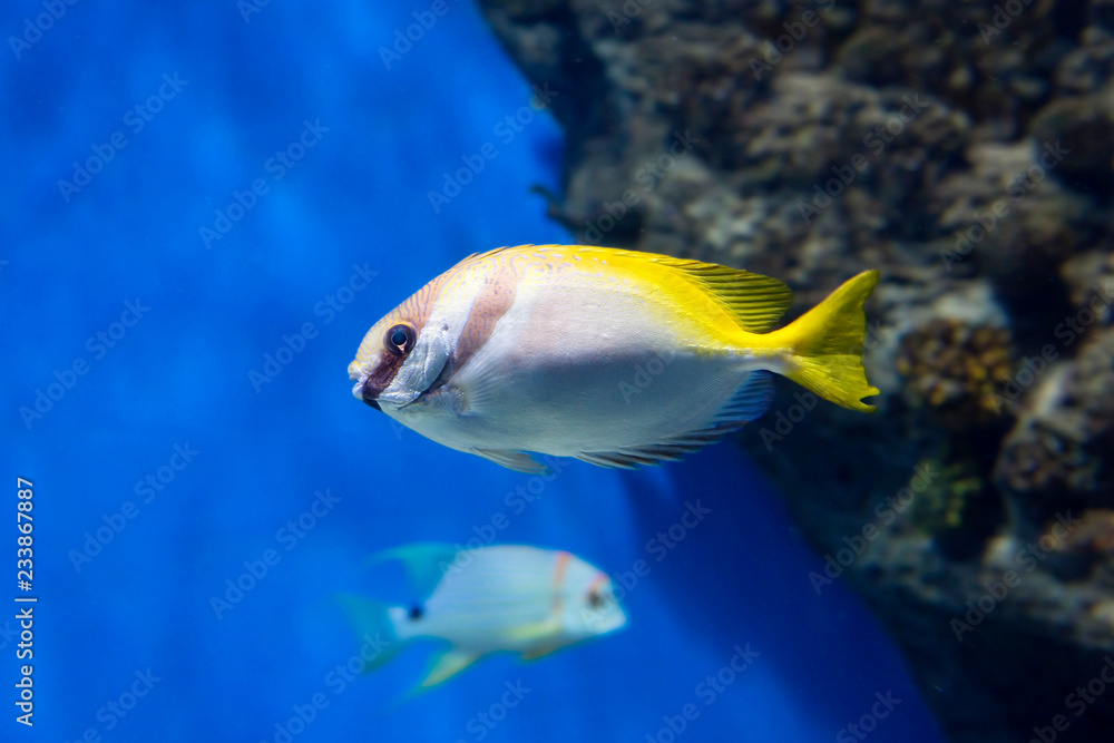 Naklejka premium Double-bar rabbit fish. Fish live in coral reefs of the tropical Pacific and Indian oceans. This is a fish with poisonous spines on their fins.