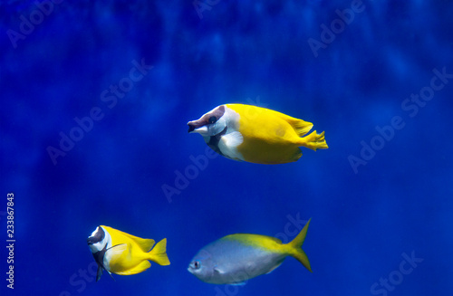 Foxface Rabbit Fish. Fish has an unusual shape of the body and head. White coloring with black stripes from the elongated muzzle to the beginning of the body.