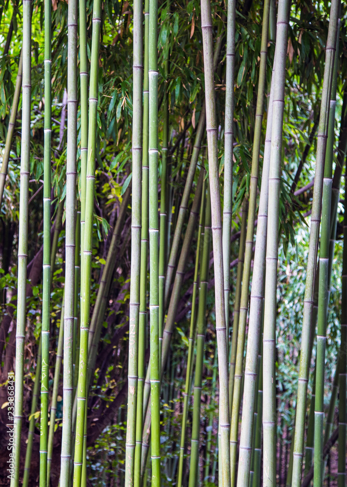 Green bamboo fence texture background, bamboo texture panorama Green bamboo fence texture background, bamboo texture panorama