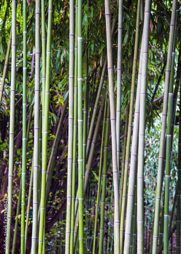 Green bamboo fence texture background, bamboo texture panorama