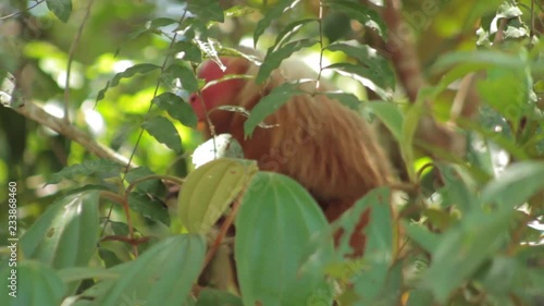 Monkey uacari from Brazil in nature photo