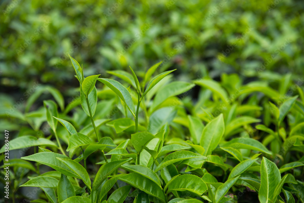 Green Tea Buds Green Tea Buds